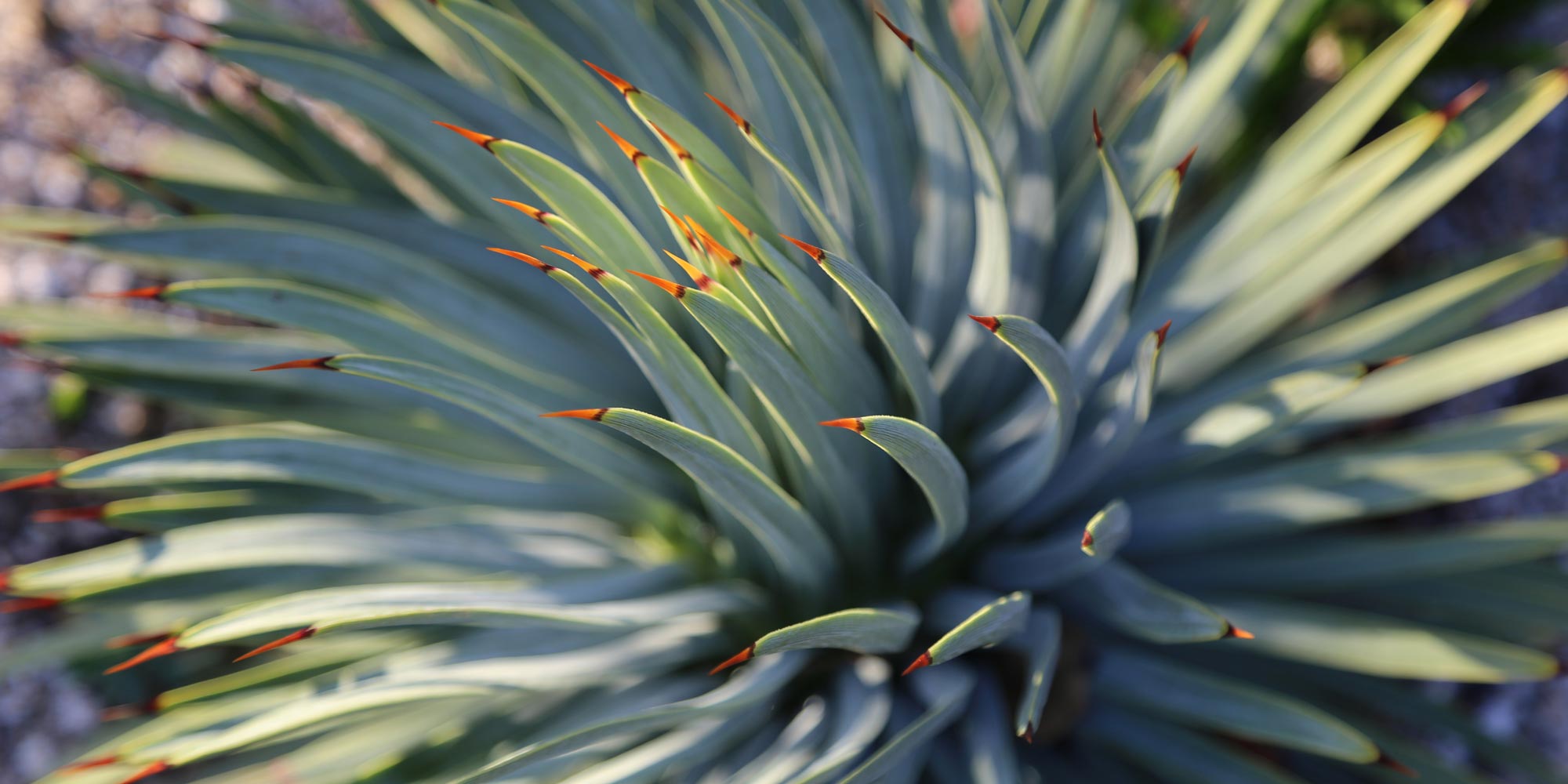 Drought resistant agave
