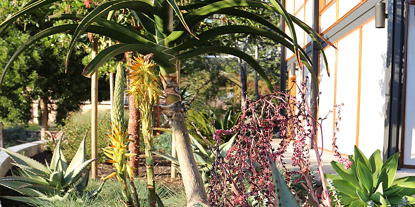 drought resistant planter with succulents